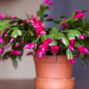 Christmas Cactus Flower in a terracotta pot on a table