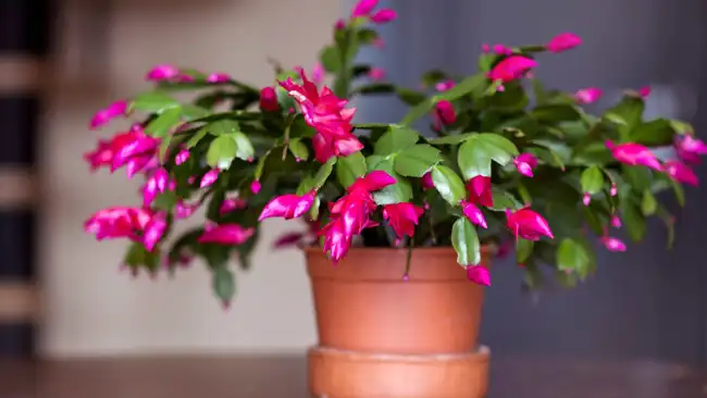 Christmas Cactus Flower in a terracotta pot on a table