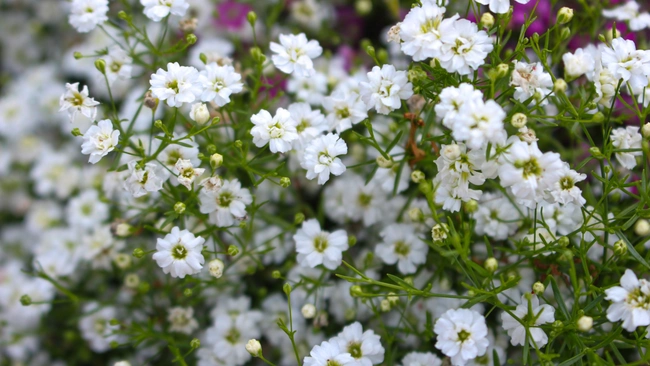 White baby's breath flowers, with green stems