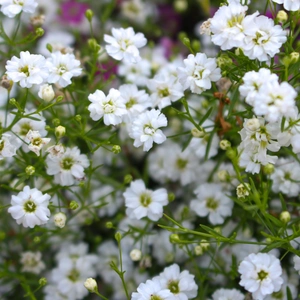 White baby's breath flowers, with green stems