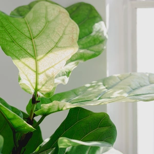 Fiddle leaf fig 