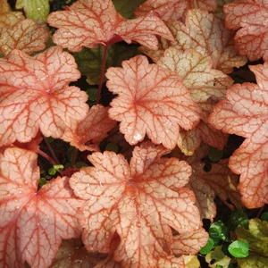 Reddish-brown coral bells