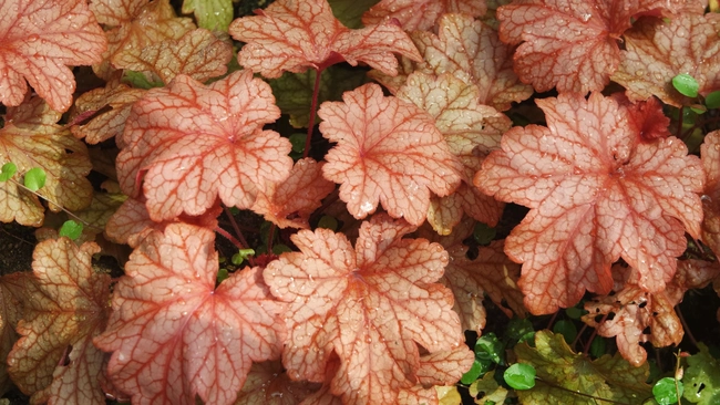 Reddish-brown coral bells