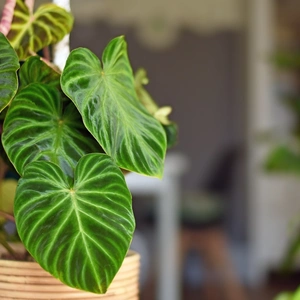 A philodendron in a pot