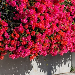 Bougainvillea growing over a white wall