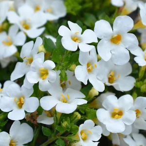 Ornamental bacopa flowers - Latin name - Chaenostoma cordatum