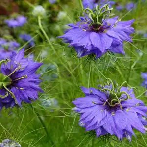 Nigella damascena, love-in-a-mist, or devil in the bush, is an annual garden flowering plant, belonging to the buttercup family Ranunculaceae.