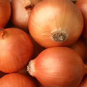 Many ripe onion bulbs as background, closeup. yellow onions