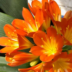 scarlet kaffir lily, clivia miniata flowers