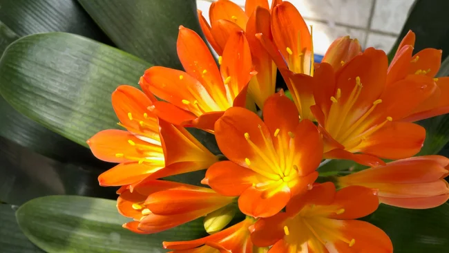 scarlet kaffir lily, clivia miniata flowers