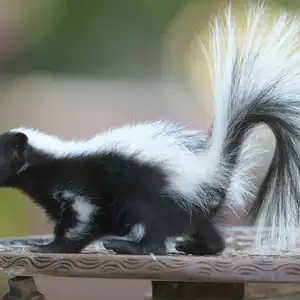 A skunk, black feathers and white stripes running from the body to the tail, walk on a wooden table.