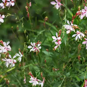 Oenothera lindheimeri, Lindheimer's beeblossom, white gaura, Lindheimer's clockweed, and Indian feather, a species of Oenothera