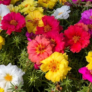 Portulaca grandiflora is a succulent flowering plant, eleven o'clock, Mexican, moss, sun, table, rock rose in yellow, red, white, pink, purple bright colors. Summer.