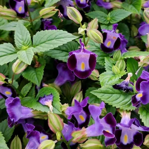 Purple Torenia Fournieri Flowers, the bluewings or wishbone flower, is an annual plant in the Linderniaceae, with blue, white, or pink flowers that have yellow markings.