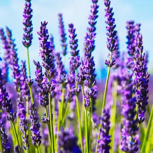 Lavender flower close up in a field in Provence France against a blue sky background.