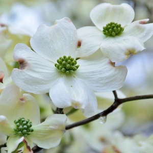 Flowering Dogwood