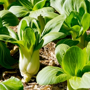 Bok Choy in a garden