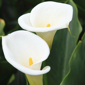 Close-up photograph of calla lily white