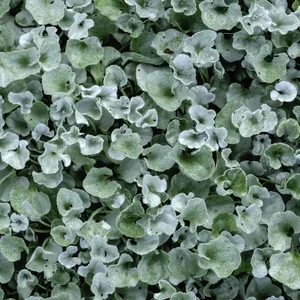 Silver nickel vine (binomial name: Dichondra argentea 'Silver Falls'), also known as silver ponysfoot, with morning dew, for decoration or background with motifs of gardening, horticulture, and summer