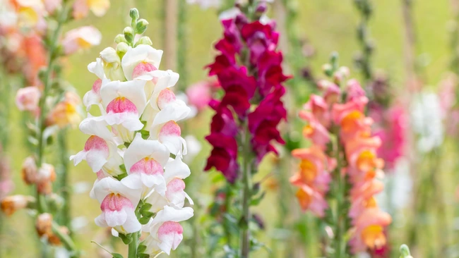 Snapdragon Flowers Blooming in Garden