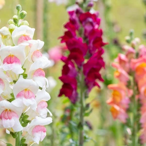 Snapdragon Flowers Blooming in Garden