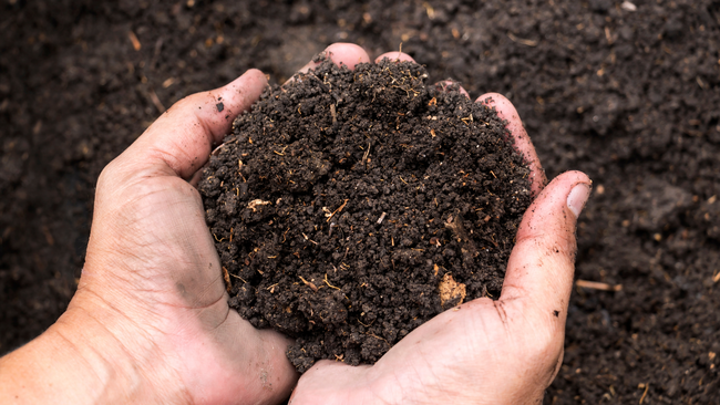 hands holding garden soil dirt