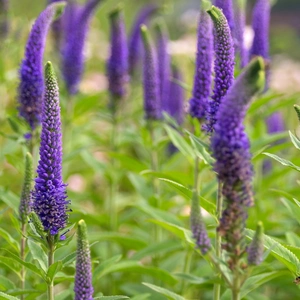 Speedwell, Veronica