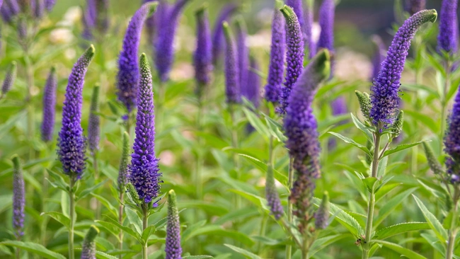 Speedwell, Veronica