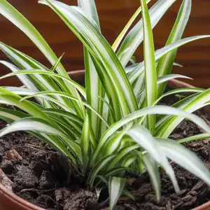 Chlorophytum comosum aka spider plant, airplane plant, St Bernard lily, spider ivy or ribbon plant in a terracotta pot