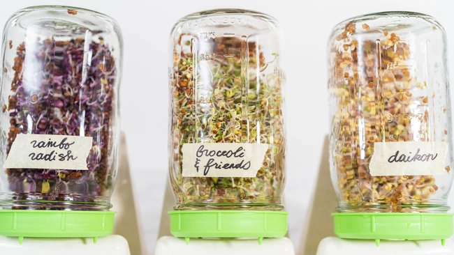 Growing organic sprouts