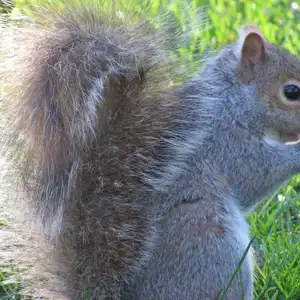 grey squirrel on a green lawn