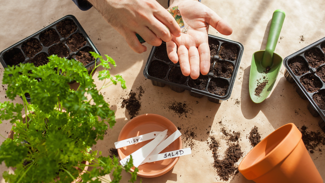 a hand with seeds from a seed packer, with starter pots and potting soil