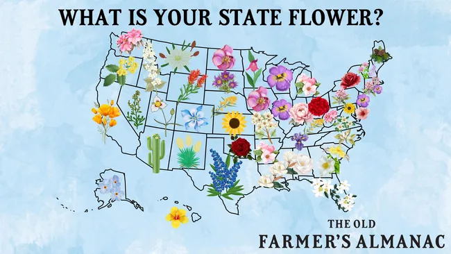 what is your state flower? the united states with all of the state flowers overlayed onto it