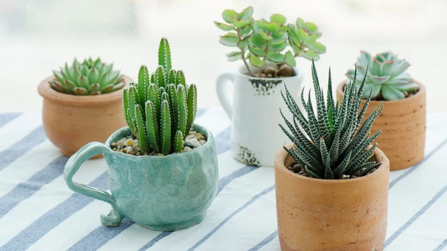 Succulent Decor