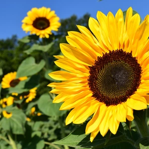 a field of sunflowers with the heads of the yellow flowers with brown centers facing the sun