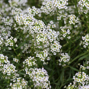 Sweet Alyssum Plants