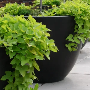 Sweet Potato Vine in containers