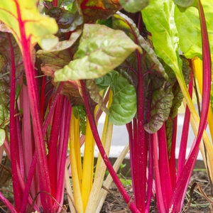 Swiss chard