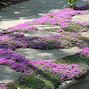 Creeping Thyme 