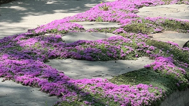 Creeping Thyme 