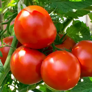 red tomatoes ripening on the vine in the garden