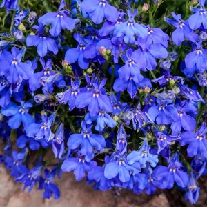 Edging Lobelia., Trailing Lobelia, (Lobelia erinus) in garden, Moscow region, Russia