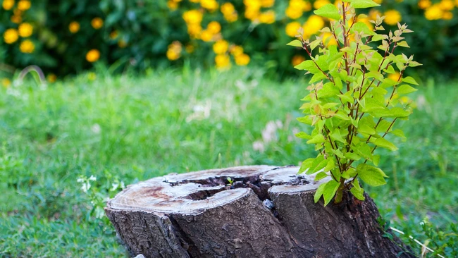 Young shoot in a tree stump in grassy yard