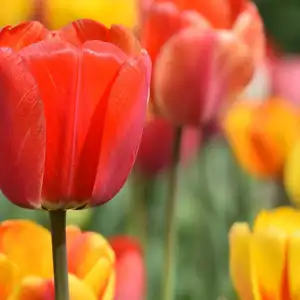 multicolored tulips in a garden. red, pink, yellow, and orange