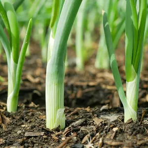 Onion spring sibies scallion stem stalk Allium cepa thick bulb common organic plant young vegetables sprout grows ground bio farmer farming agricultural garden fresh, organically grown organic