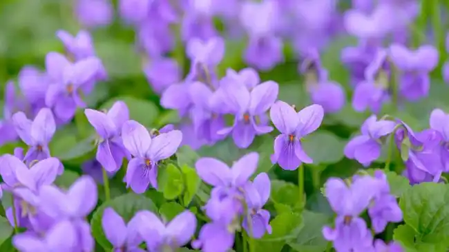 Flower bed with Common violets (Viola Odorata) flowers in bloom, traditional easter flowers, flower background, easter spring background. Close up macro photo, selective focus.