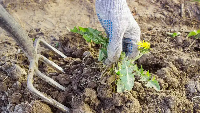 Farmer dig malicious weed in garden pitchforks. dandelion flower in a garden, hand pulling it up in a glove