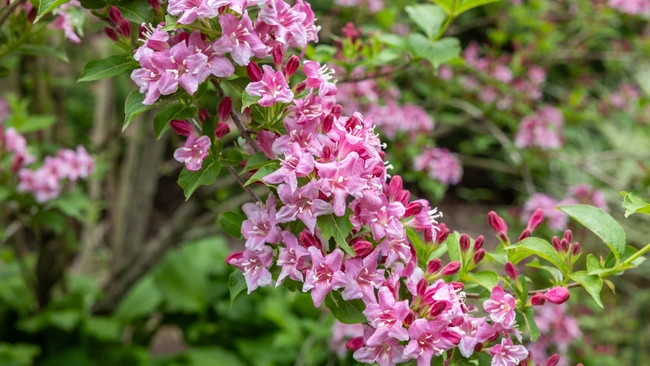 Beautiful pink flowers of weigela florida blooming in the garden.