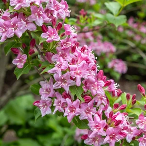 Beautiful pink flowers of weigela florida blooming in the garden.