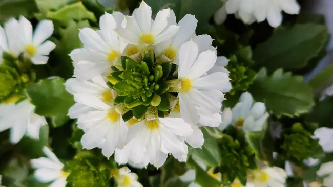 A close-up of a delicate white fairy fan flower with soft green leaves. The flowers have pure white petals with a subtle gradient of light yellow towards the centre. 